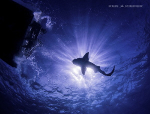 Nurse Shark enjoying some rays by Ken Kiefer 